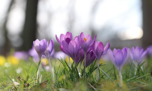 Managing Cancer and Living Meaningfully (CALM) International Advanced Workshop